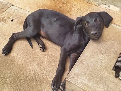Bouba, puppy Mixed Breed for adoption at Association Zang, zang