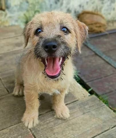 Braye, Mixed Breed for adoption at Association Zang, zang