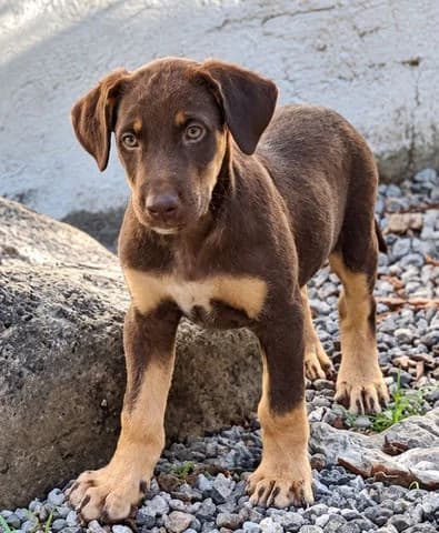 Brioche, puppy Mixed Breed for adoption at Association Zang, zang