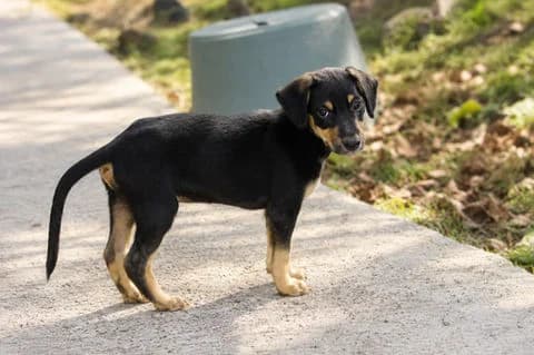 Brooklyn, puppy Mixed Breed for adoption at Association Zang, zang