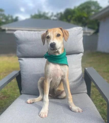 Caramela, puppy Mixed Breed for adoption at Association Zang, zang