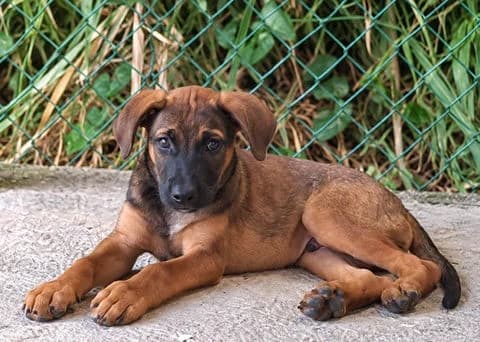 Chassagne, puppy Mixed Breed for adoption at Association Zang, zang