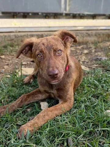 Coca, puppy Mixed Breed for adoption at Association Zang, zang