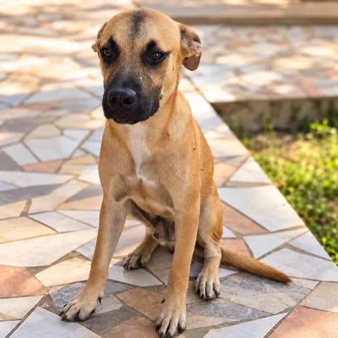 Ezio, puppy Mixed Breed for adoption at Association Zang, zang