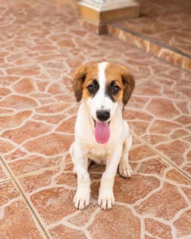 Fidjy, puppy Mixed Breed for adoption at Association Zang, zang