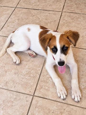 Fidjy, puppy Mixed Breed for adoption at Association Zang, zang
