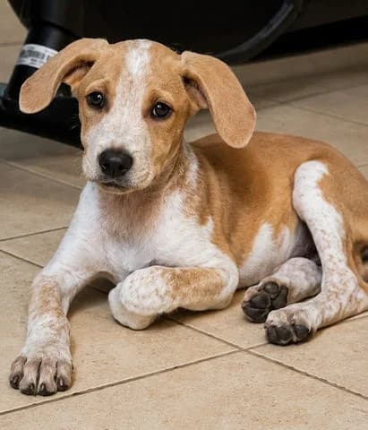 Gery, puppy Mixed Breed for adoption at Association Zang, zang