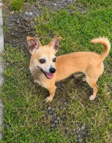 Gus, 7yo Mixed Breed for adoption at Association Zang, zang