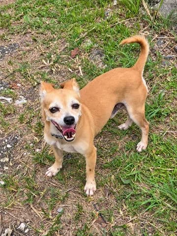 Gus, 7yo Mixed Breed for adoption at Association Zang, zang