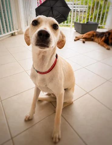 Hawaii, puppy Mixed Breed for adoption at Association Zang, zang