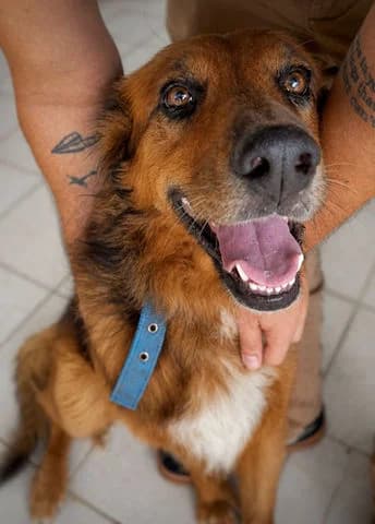 Heaven, young Mixed Breed for adoption at Association Zang, zang