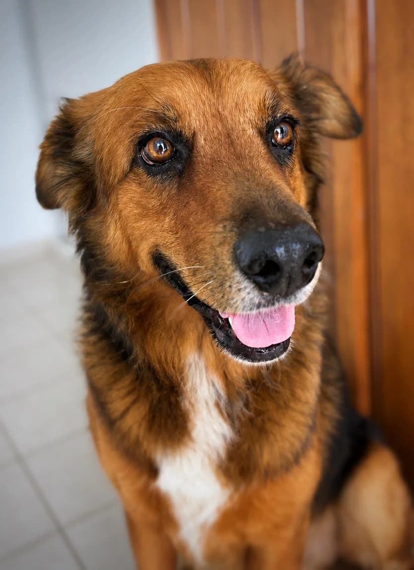 Heaven, young Mixed Breed for adoption at Association Zang, zang