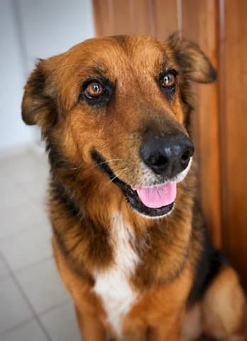Heaven, young Mixed Breed for adoption at Association Zang, zang