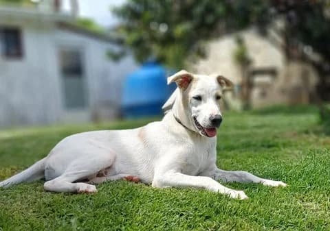 Howdi, puppy Mixed Breed for adoption at Association Zang, zang