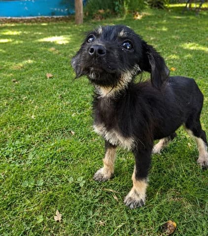 Kawai, puppy Mixed Breed for adoption at Association Zang, zang