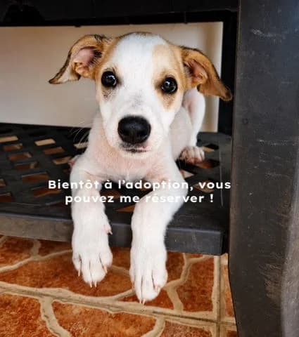 Kayler, puppy Mixed Breed for adoption at Association Zang, zang