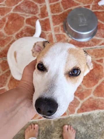 Kayler, puppy Mixed Breed for adoption at Association Zang, zang