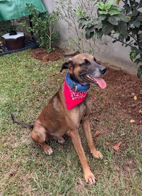 Kaze, puppy Mixed Breed for adoption at Association Zang, zang
