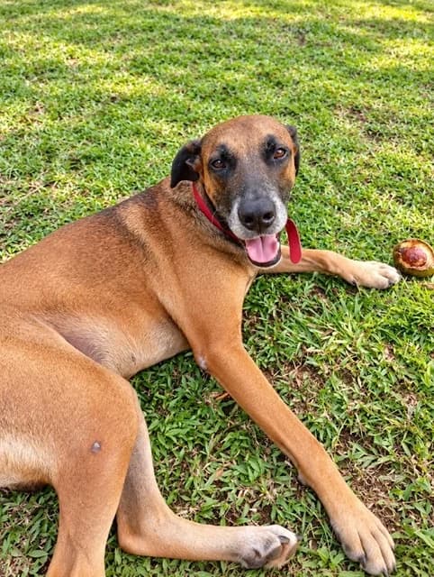 Kaze, puppy Mixed Breed for adoption at Association Zang, zang