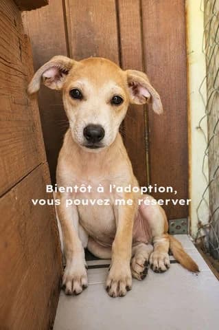 Kwidza, puppy Mixed Breed for adoption at Association Zang, zang