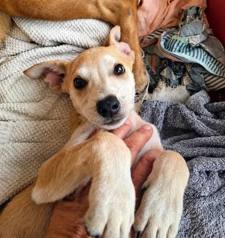 Kwidza, puppy Mixed Breed for adoption at Association Zang, zang