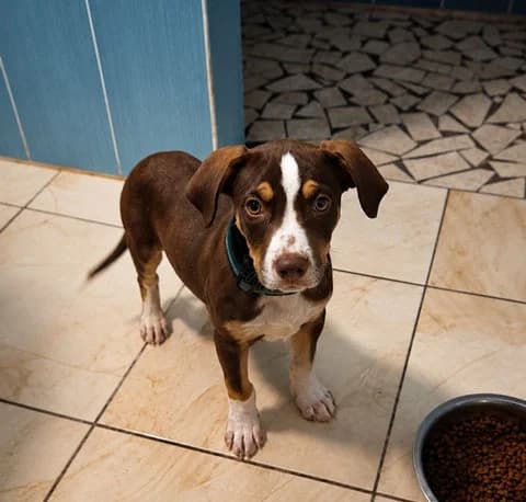 Laïka, puppy Mixed Breed for adoption at Association Zang, zang