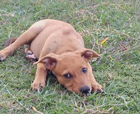 Lilou, puppy Mixed Breed for adoption at Association Zang, zang