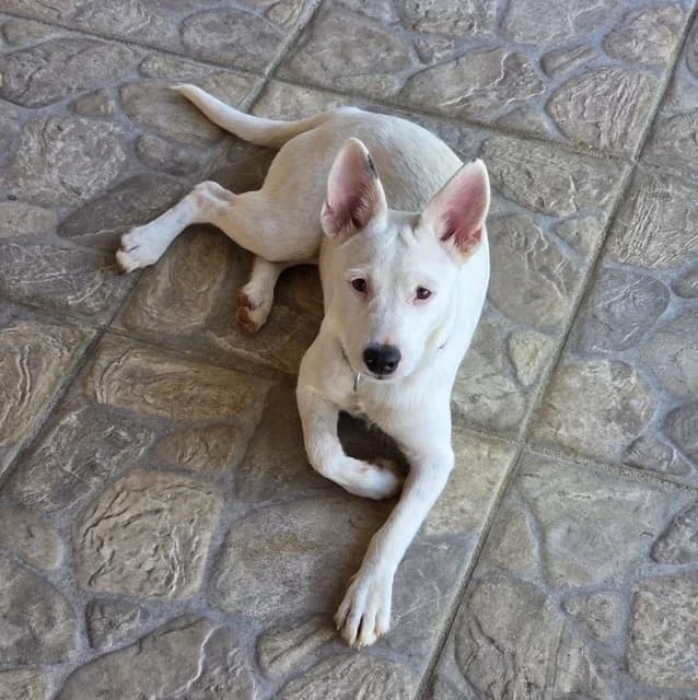 Lola, puppy Mixed Breed for adoption at Association Zang, zang