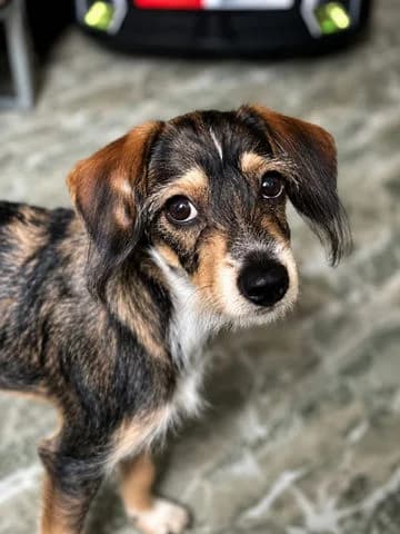 Lyko, young Mixed Breed for adoption at Association Zang, zang