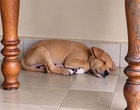 Magnum, puppy Mixed Breed for adoption at Association Zang, zang