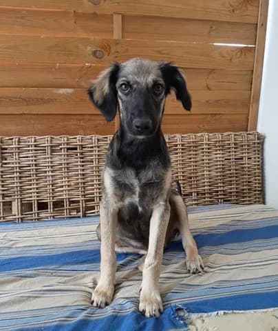 Mahe, puppy Mixed Breed for adoption at Association Zang, zang