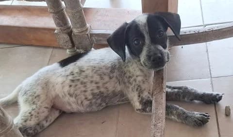 Milou, puppy Mixed Breed for adoption at Association Zang, zang