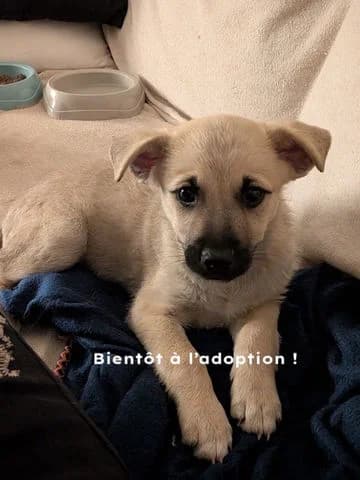 Moka, puppy Mixed Breed for adoption at Association Zang, zang
