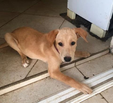 Mylo, puppy Mixed Breed for adoption at Association Zang, zang