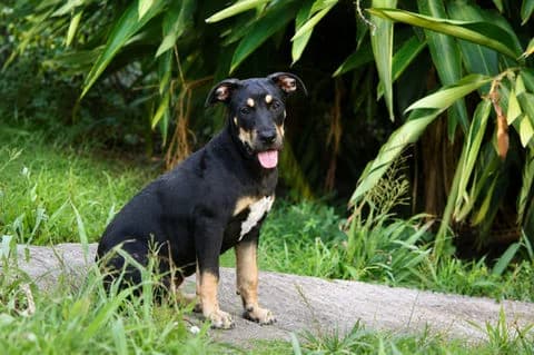 Myrtille, puppy Mixed Breed for adoption at Association Zang, zang