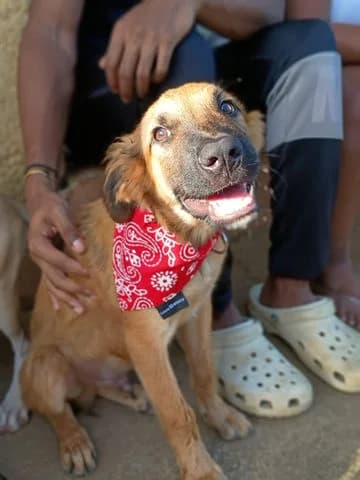 Noé, puppy Mixed Breed for adoption at Association Zang, zang
