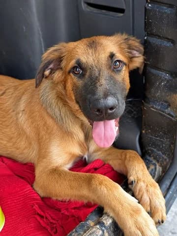Noé, puppy Mixed Breed for adoption at Association Zang, zang