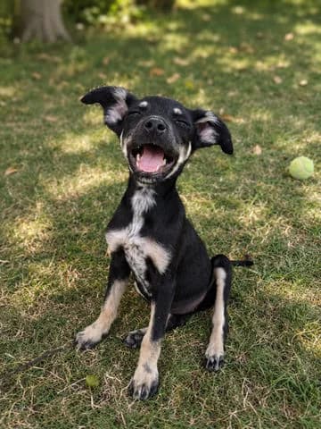 Ohana, puppy Mixed Breed for adoption at Association Zang, zang