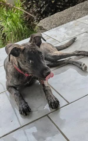 Ollie, puppy Mixed Breed for adoption at Association Zang, zang