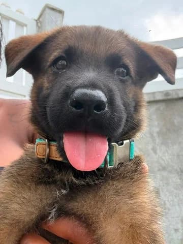 Pako, puppy Mixed Breed for adoption at Association Zang, zang
