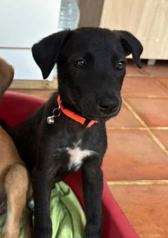 Pearl, puppy Mixed Breed for adoption at Association Zang, zang