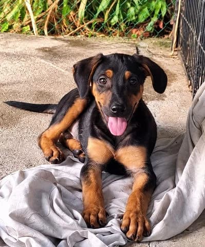 Puligny, puppy Mixed Breed for adoption at Association Zang, zang