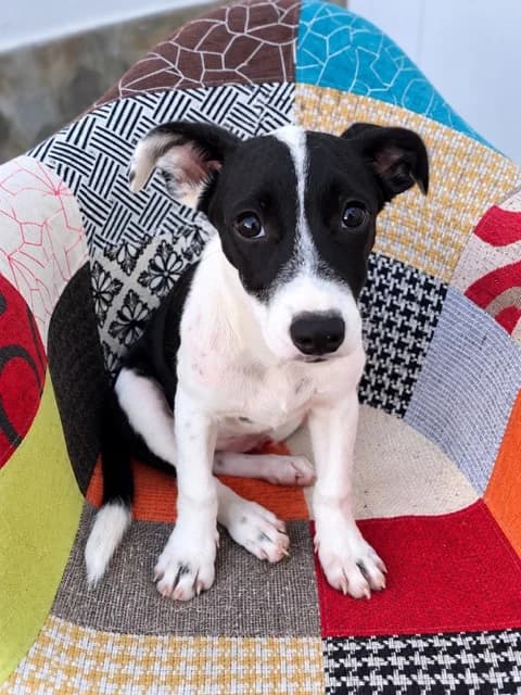 Queeny, puppy Mixed Breed for adoption at Association Zang, zang