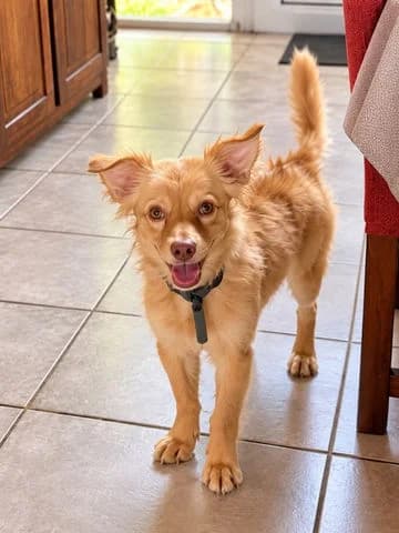 Ritzi, Mixed Breed for adoption at Association Zang, zang