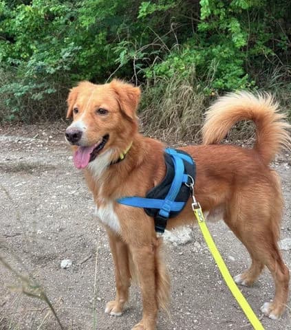 Roméo, puppy Mixed Breed for adoption at Association Zang, zang