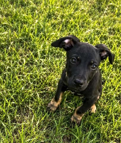Samy, puppy Mixed Breed for adoption at Association Zang, zang
