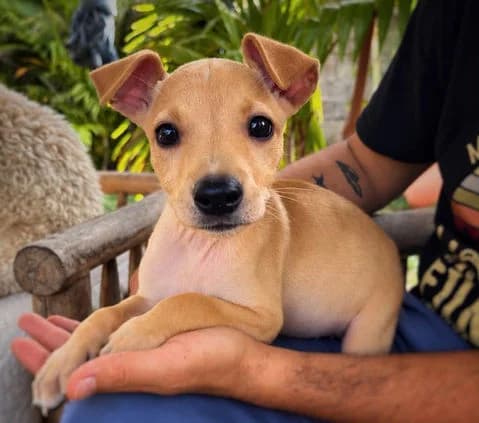 Sandsa, puppy Mixed Breed for adoption at Association Zang, zang