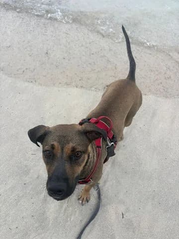 Spicy, puppy Mixed Breed for adoption at Association Zang, zang