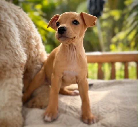 Stella, puppy Mixed Breed for adoption at Association Zang, zang