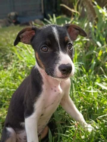 Sterling, puppy Mixed Breed for adoption at Association Zang, zang